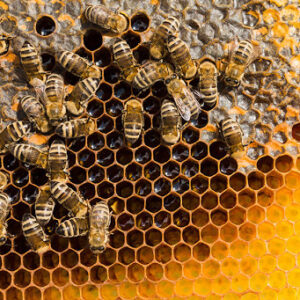 Productos agrícolas y pecuarios